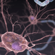 CRISPR-Cas9 gene editing working its way into motor neurons. Image: Chris Bickel/AAAS